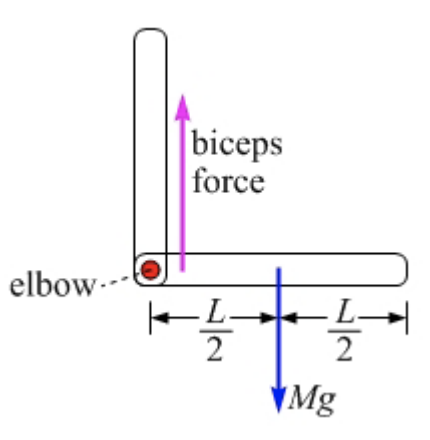 Solved It Is Often Useful To Treat The Lower Arm As A 