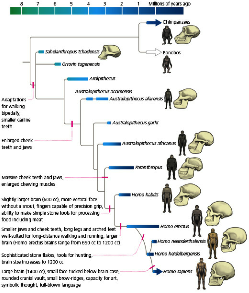 Solved How do I read a phylogeny? How can I tell what are | Chegg.com