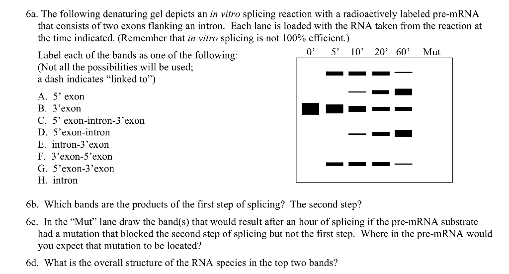 Solved The following denaturing gel depicts an in vitro | Chegg.com