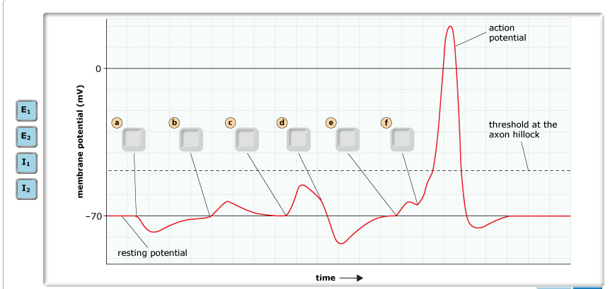 Solved The graph below shows the membrane potential measured | Chegg.com