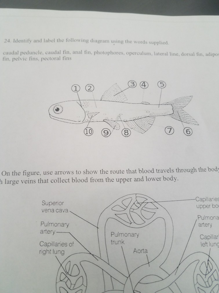 Solved Identify and label the following diagram using the | Chegg.com