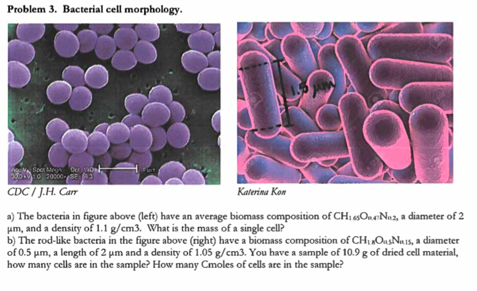 Solved a) The bacteria in figure above (left) have an | Chegg.com