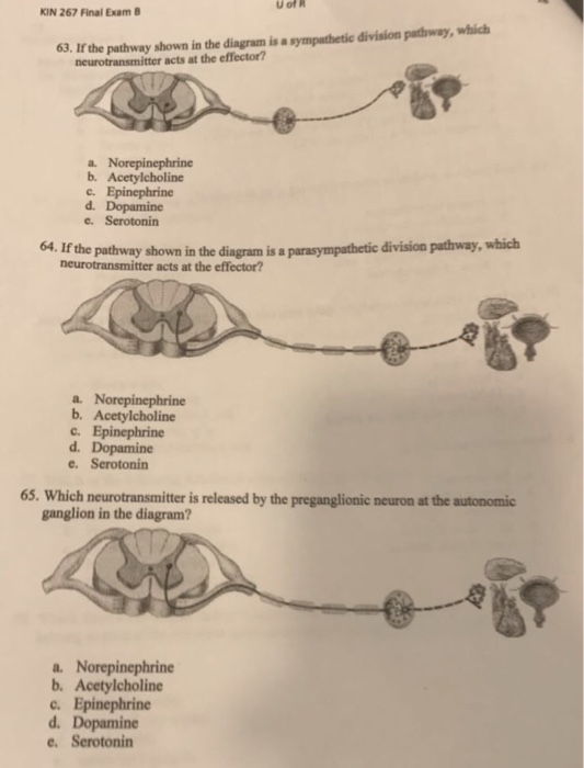 Sympathetic Division Pathway