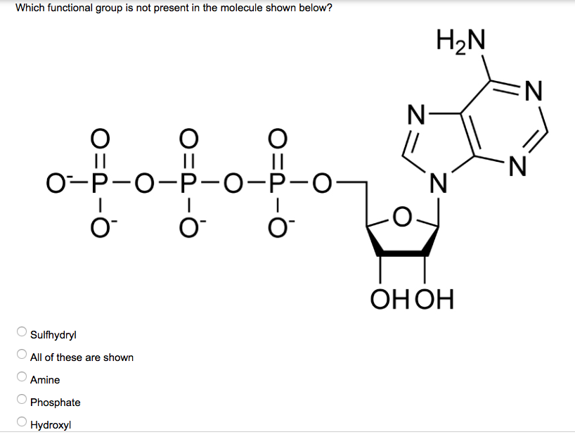 Solved QUESTION 3 Which of the following molecules has the | Chegg.com