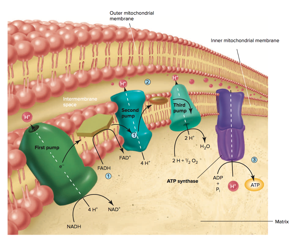 Solved Electron Transport Chain Question: so here, i | Chegg.com