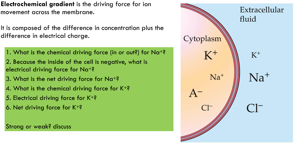 Solved Electrochemical gradient is the driving force for ion
