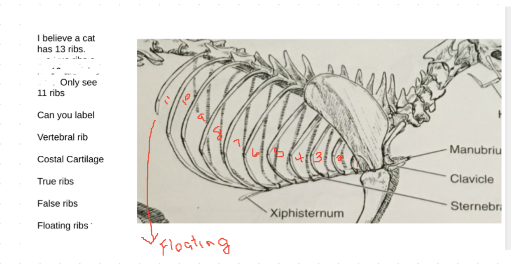Solved I believe a cat has 13 ribs. Only see 11 ribs Can you