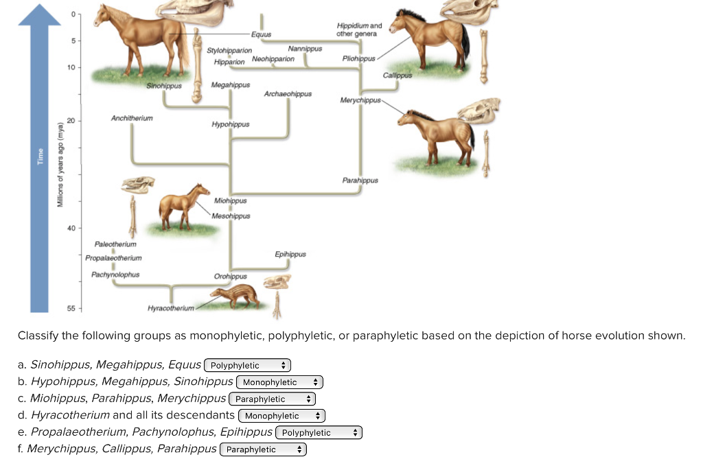 Miohippus Diagram