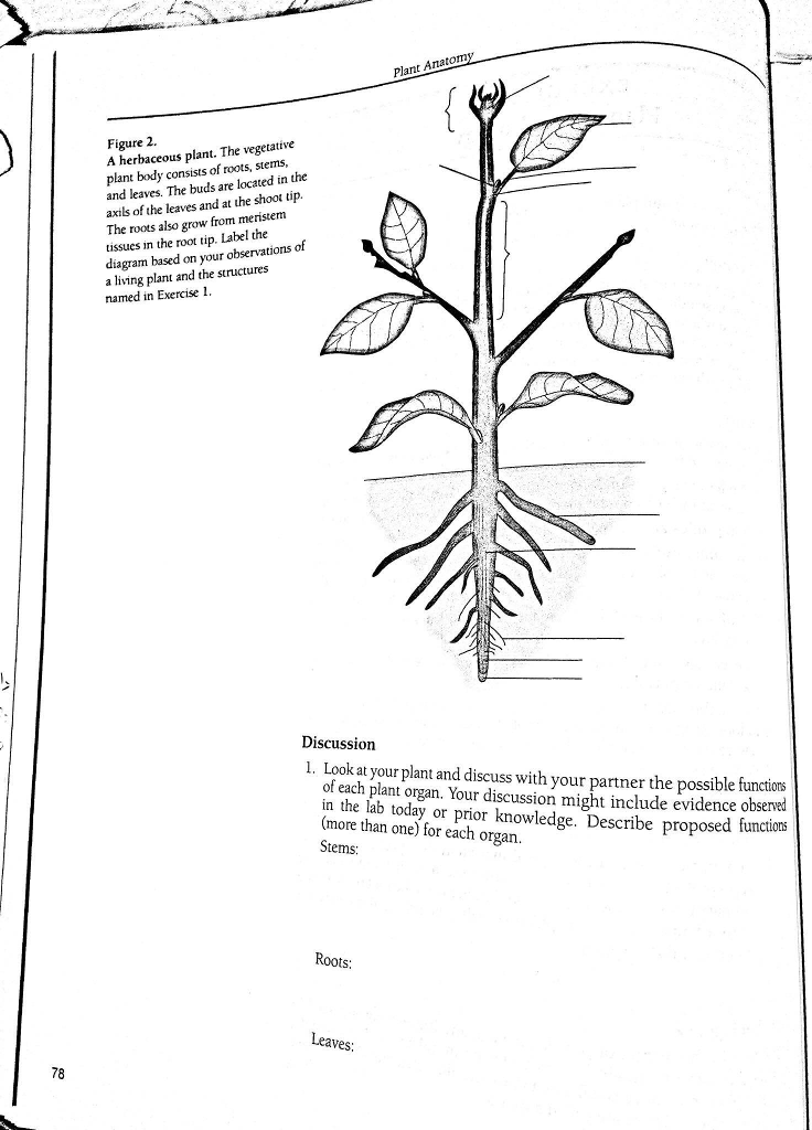 34 Plant Label Diagram Labels Design Ideas 2020