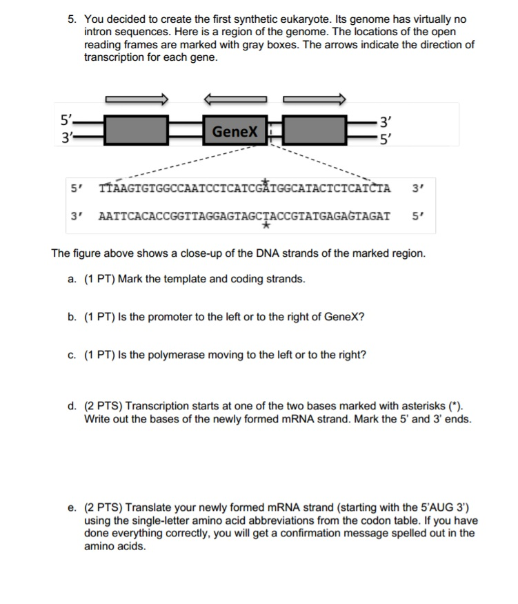 Solved You decided to create the first synthetic eukaryote. | Chegg.com