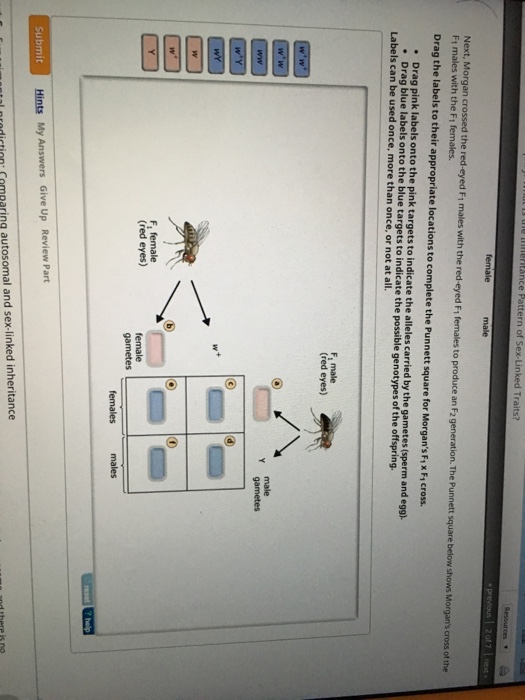 Solved Next, crossed the redeyed F1 males wit h the