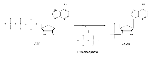 Solved An enzyme catalyzes the conversion of ATP to | Chegg.com