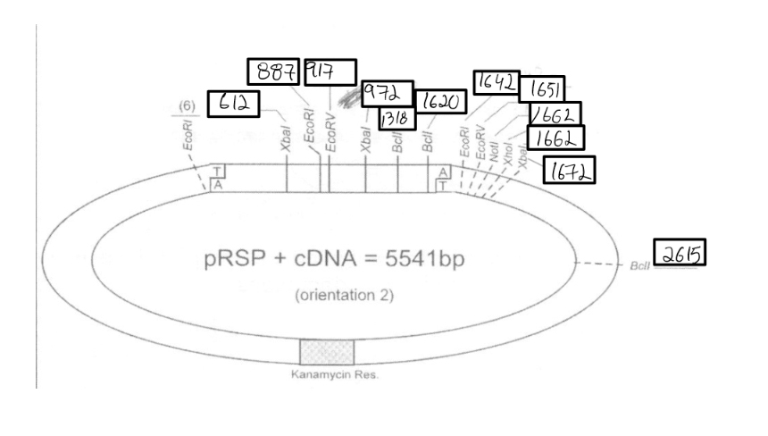 Solved Using the plasmid maps for orientation 1 and 2 that | Chegg.com