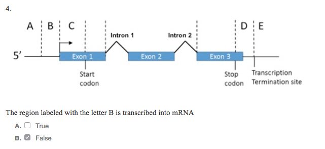 Solved The Region Labeled With The Letter B Is Transcribed | Chegg.com