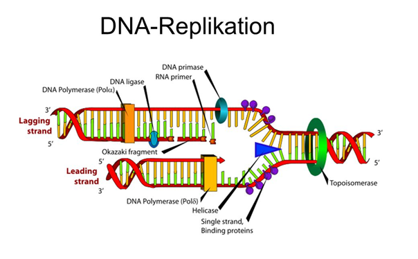 Solved Please help to explain DNA replication steps based on | Chegg.com