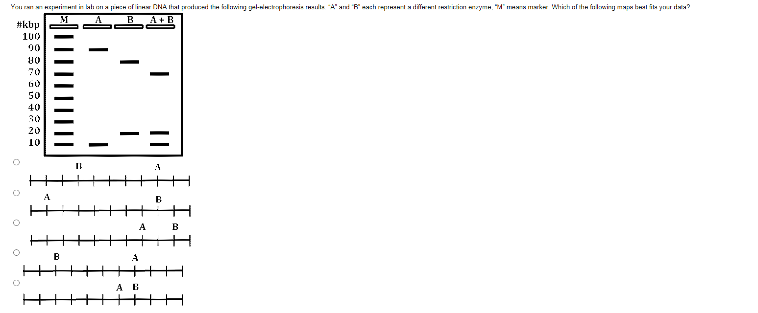 Solved You ran an experiment in lab on a piece of linear DNA | Chegg.com