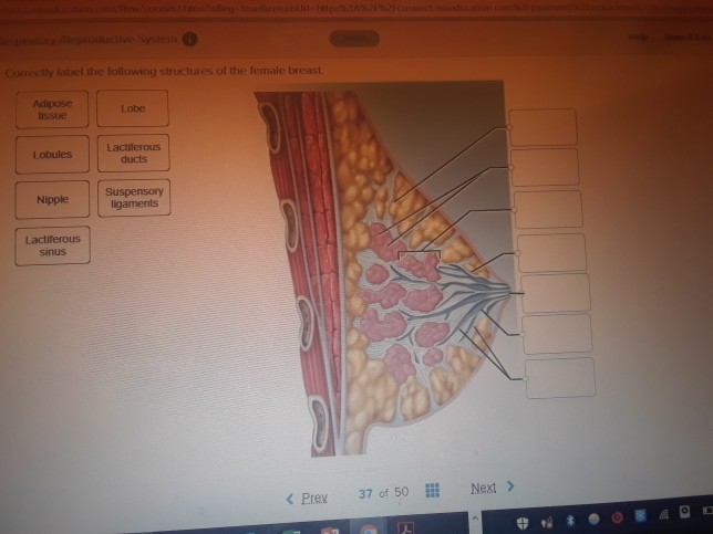 solved-correctly-label-the-following-structures-of-the-chegg