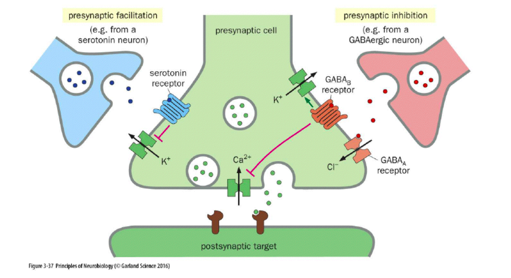 Solved presynaptic facilitation (e.g. from a serotonin