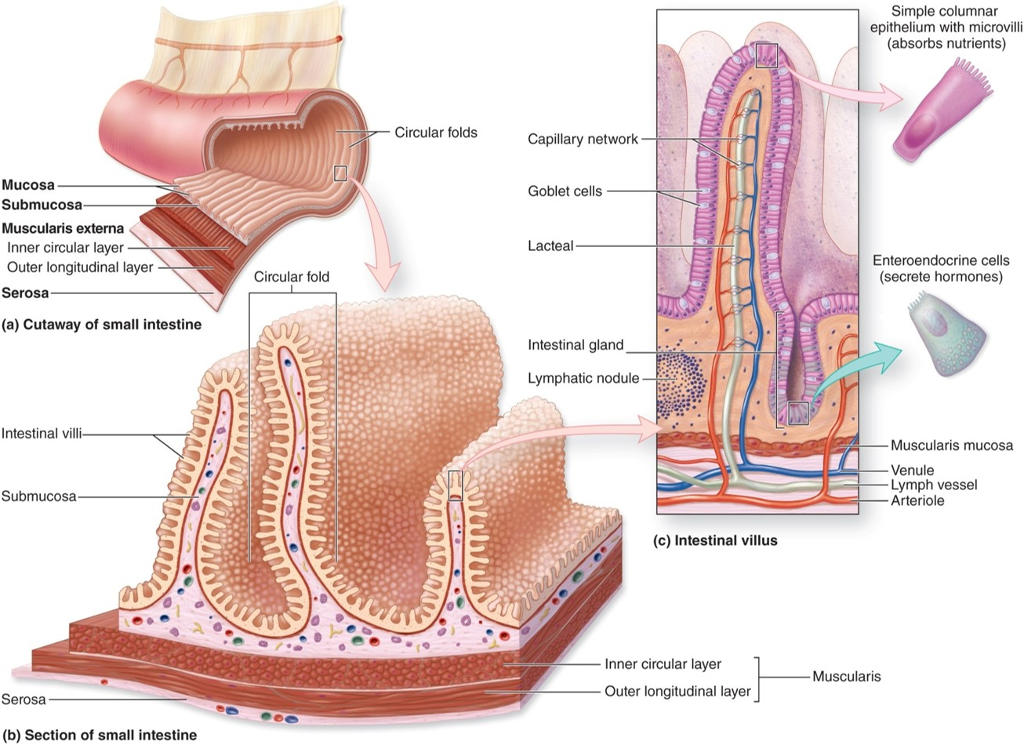 solved-mucosa-submucosa-muscularis-externa-inner-circular-chegg