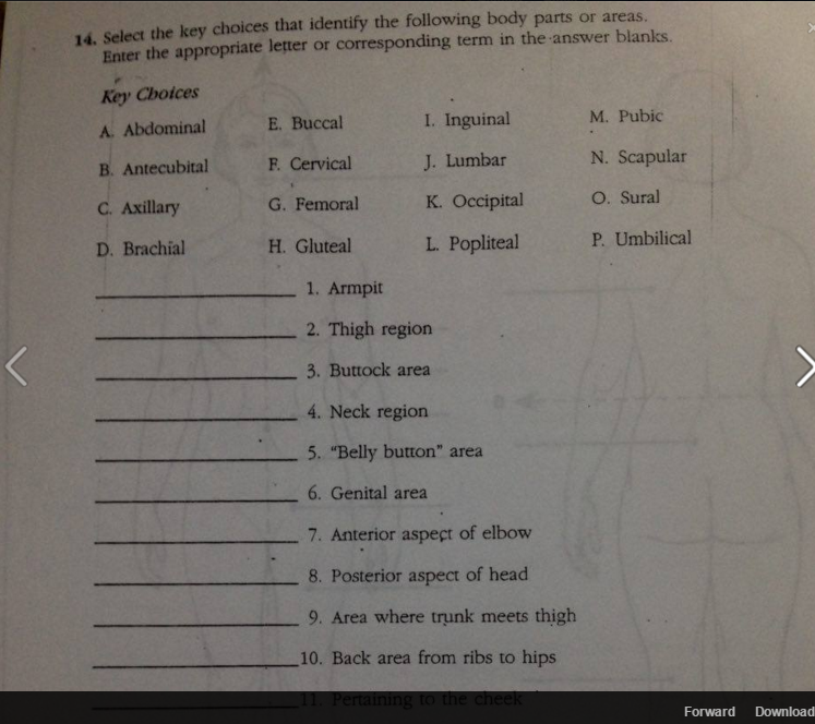 Body Parts Fill In Blanks With And Without The Answers