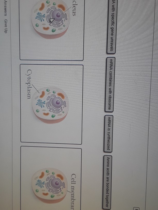 Solved where does each stept of protein synthesis occur in