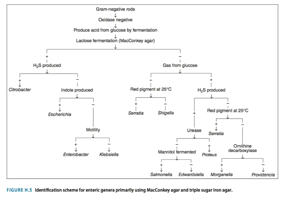 Bacterial Identification Lab Worksheet Answers - Promotiontablecovers