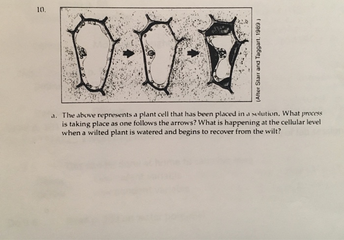 Solved The above represents a plant cell that has been | Chegg.com