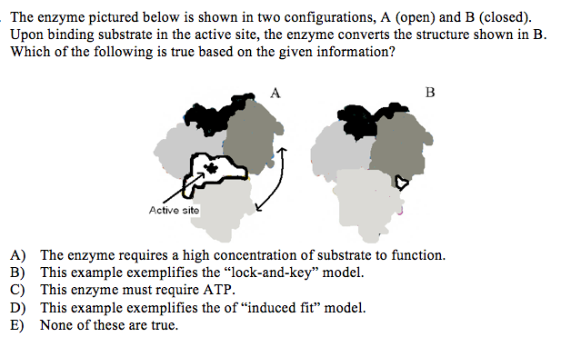 Solved The enzyme pictured below is shown in two | Chegg.com