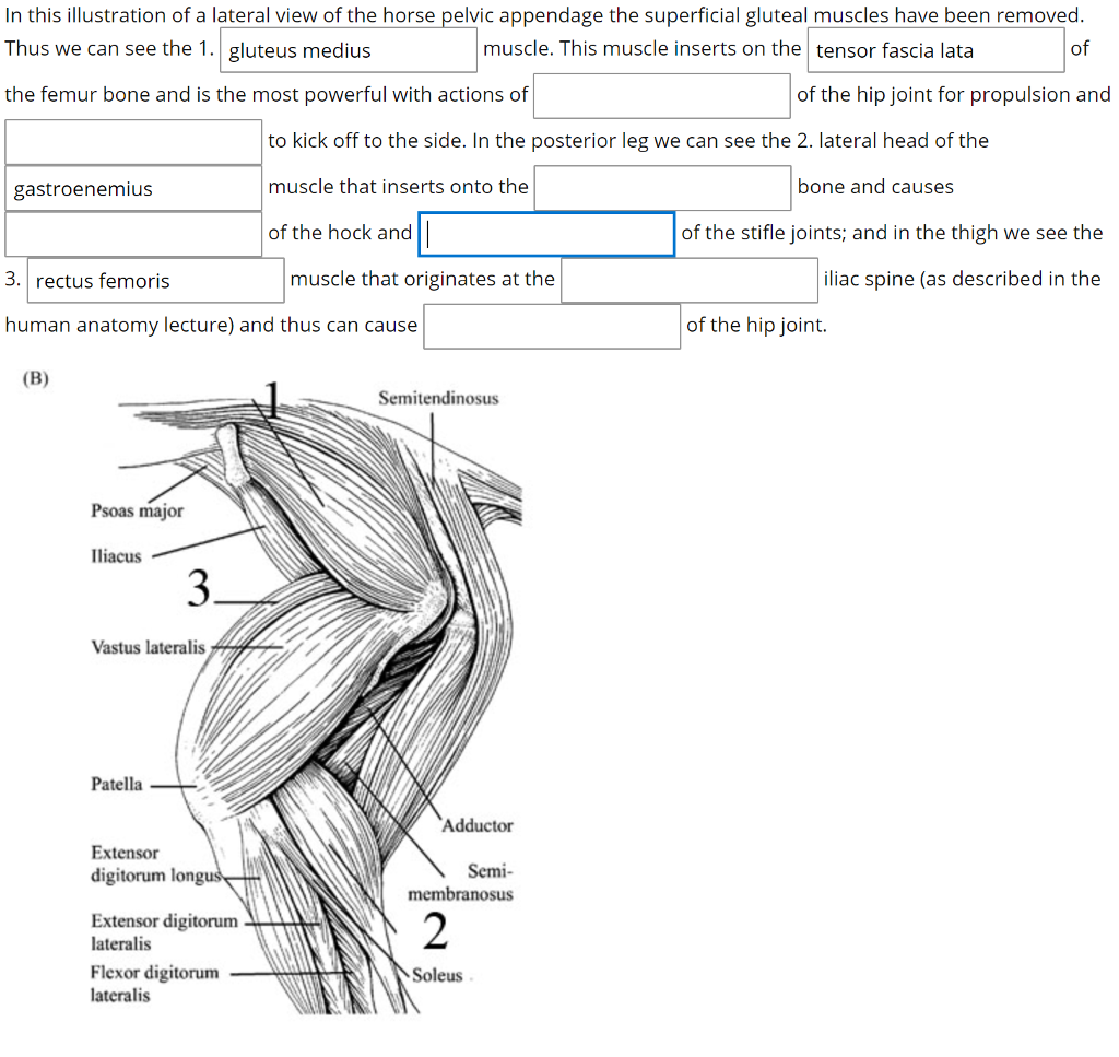 Lateral Anatomy