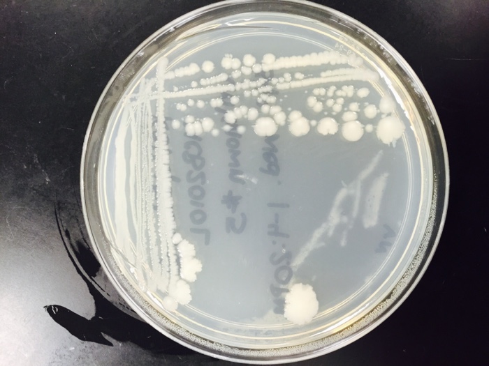 Solved microbiology unknowns (2 isolated colonies)Does | Chegg.com