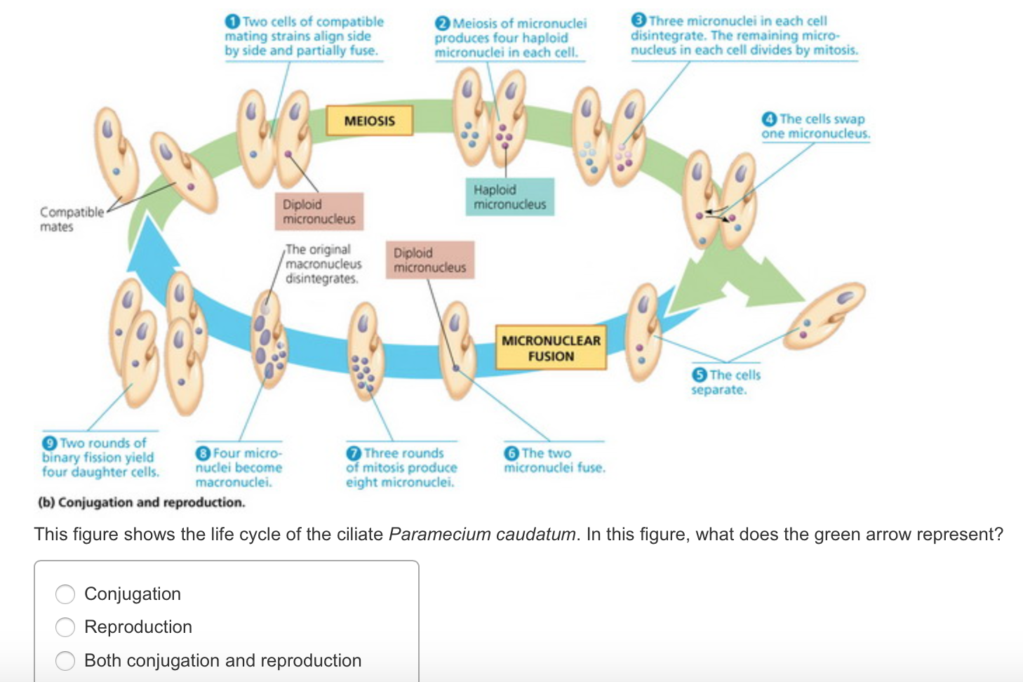 presentation on life cycle of paramecium pdf