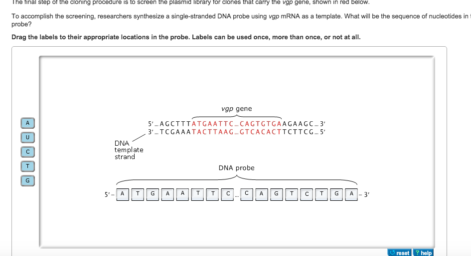 Solved The final step of the cloning procedure is to screen