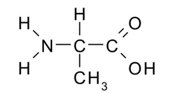 Solved Using the image of an amino acid below clearly label | Chegg.com