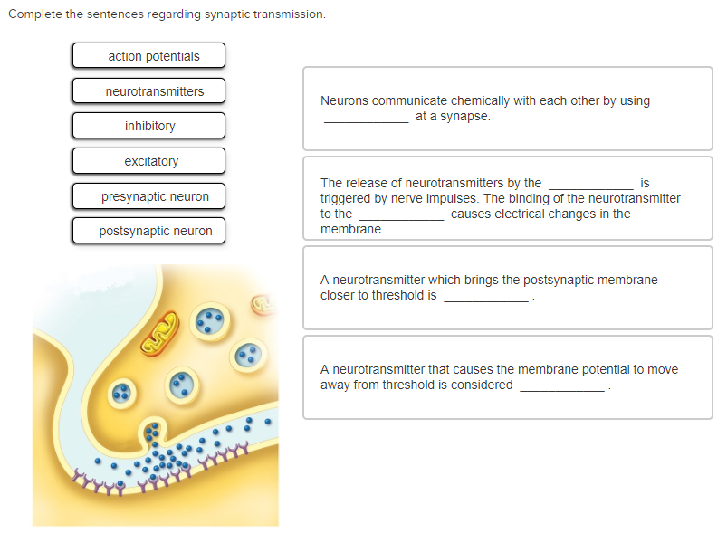 solved-complete-the-sentences-regarding-synaptic-chegg