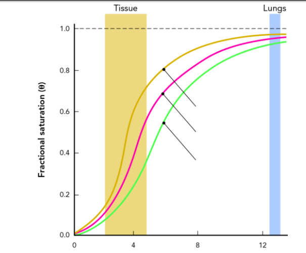 Solved Considering The Fractional Saturation Binding Curve | Chegg.com