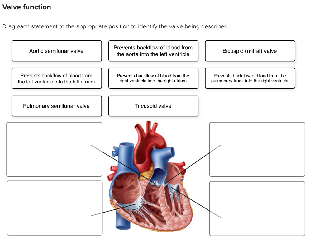 Solved Valve function Drag each statement to the appropriate | Chegg.com