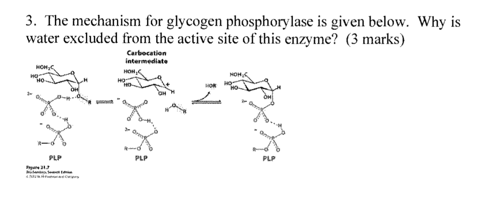 Glycogen Phosphorylase Mechanism