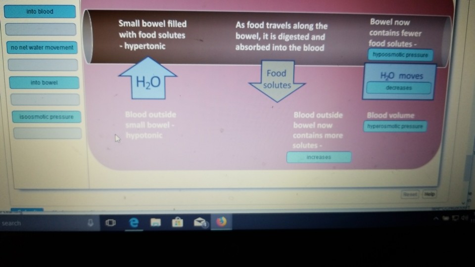 Solved into blood Small bowel filled with food solutes