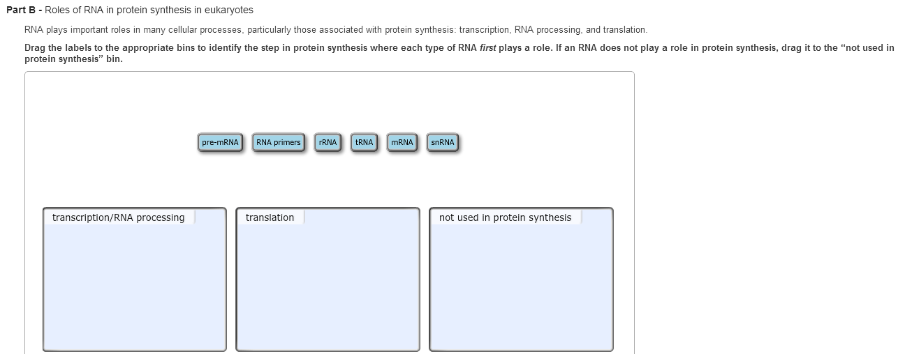 Solved Roles Of Rna In Protein Synthesis In Eukaryotes Rn