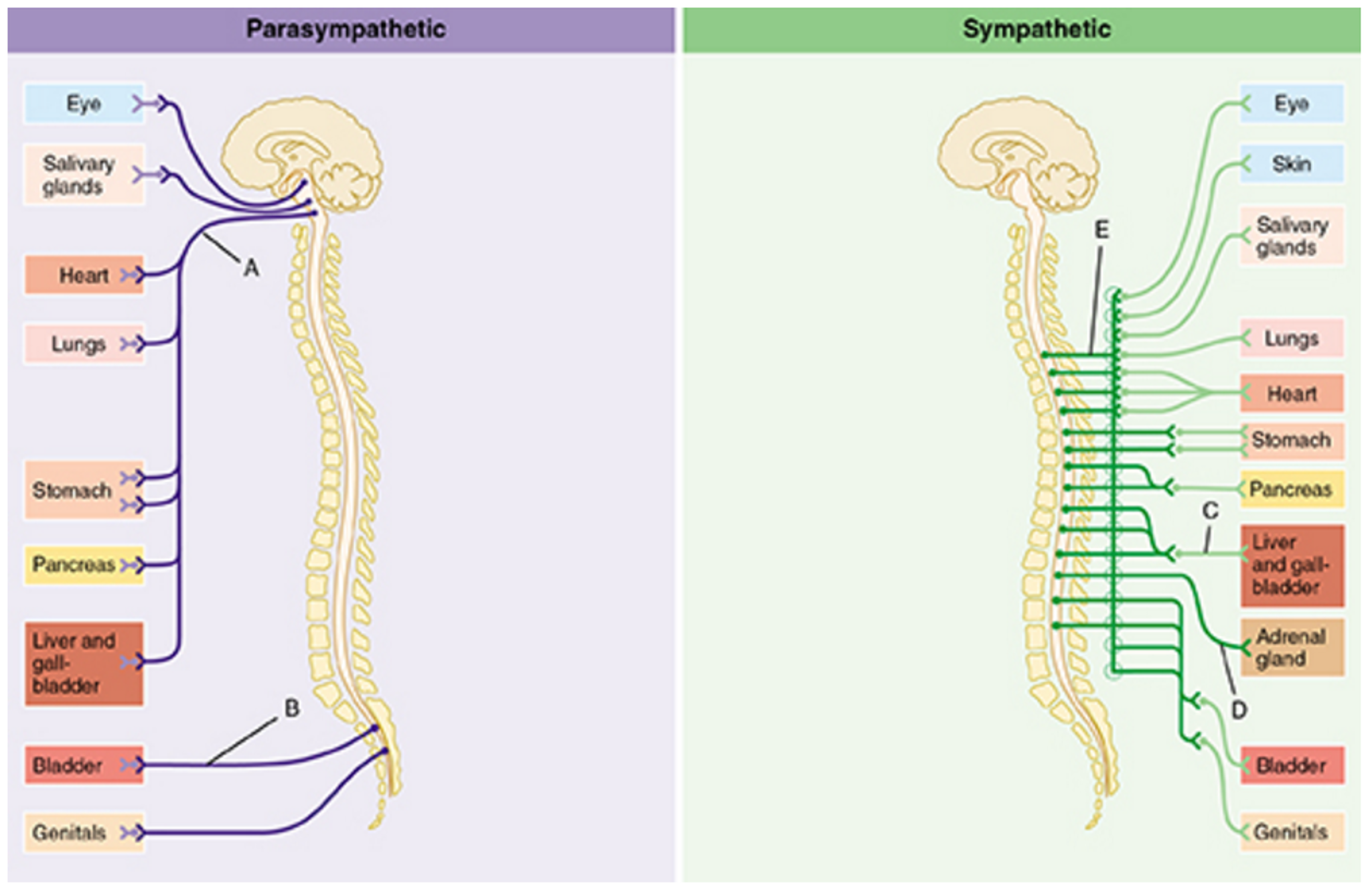 What Is The Meaning Of Parasympathetic Division