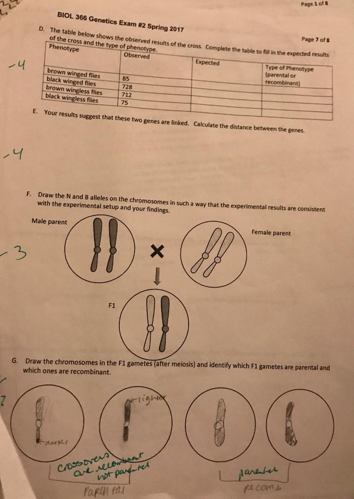 fruit fly mutation experiment