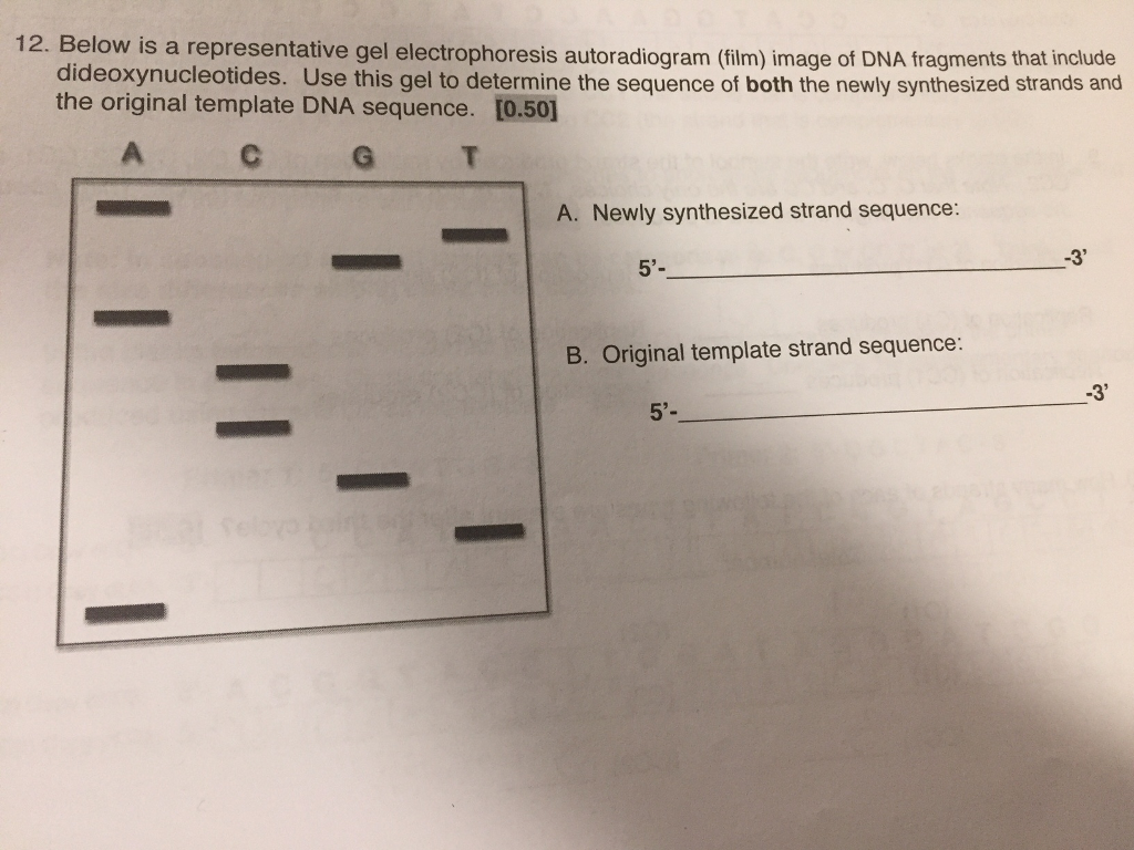 Solved is a representative gel electrophoresis autoradiogram