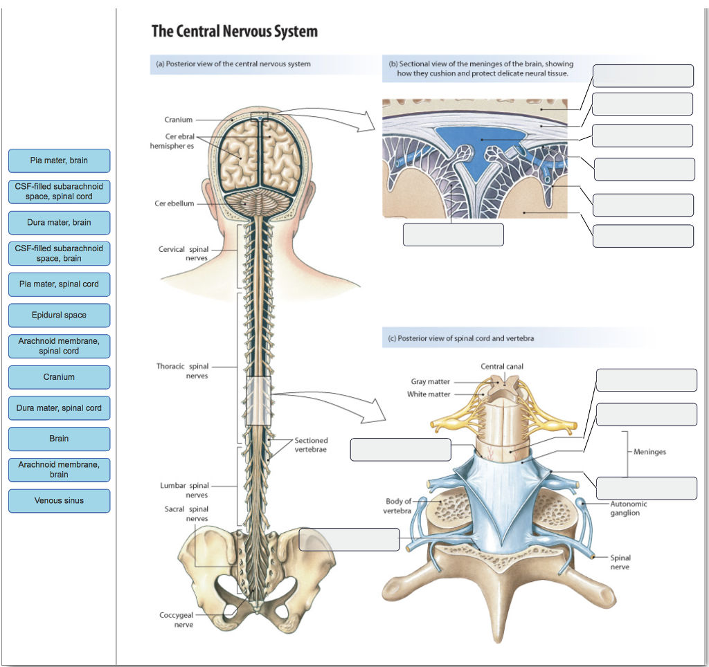 Solved The Central Nervous System (a) Posterior view of the