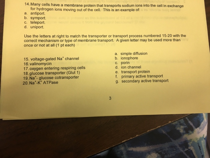 solved-many-cells-have-a-membrane-protein-that-transports-chegg