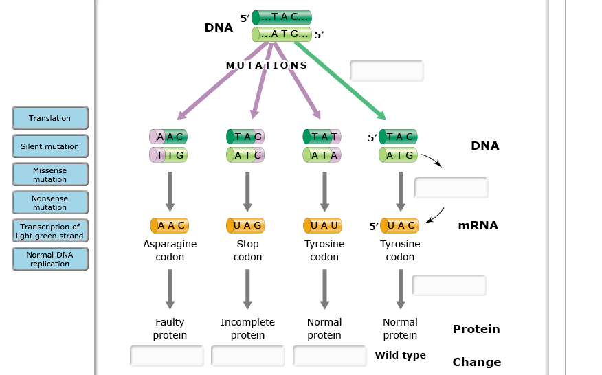Solved DNA 5 MUTATIONS Translation 5' TA Silent mutation DNA