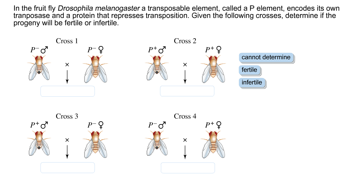 Solved In the fruit fly Drosophila melanogaster a | Chegg.com