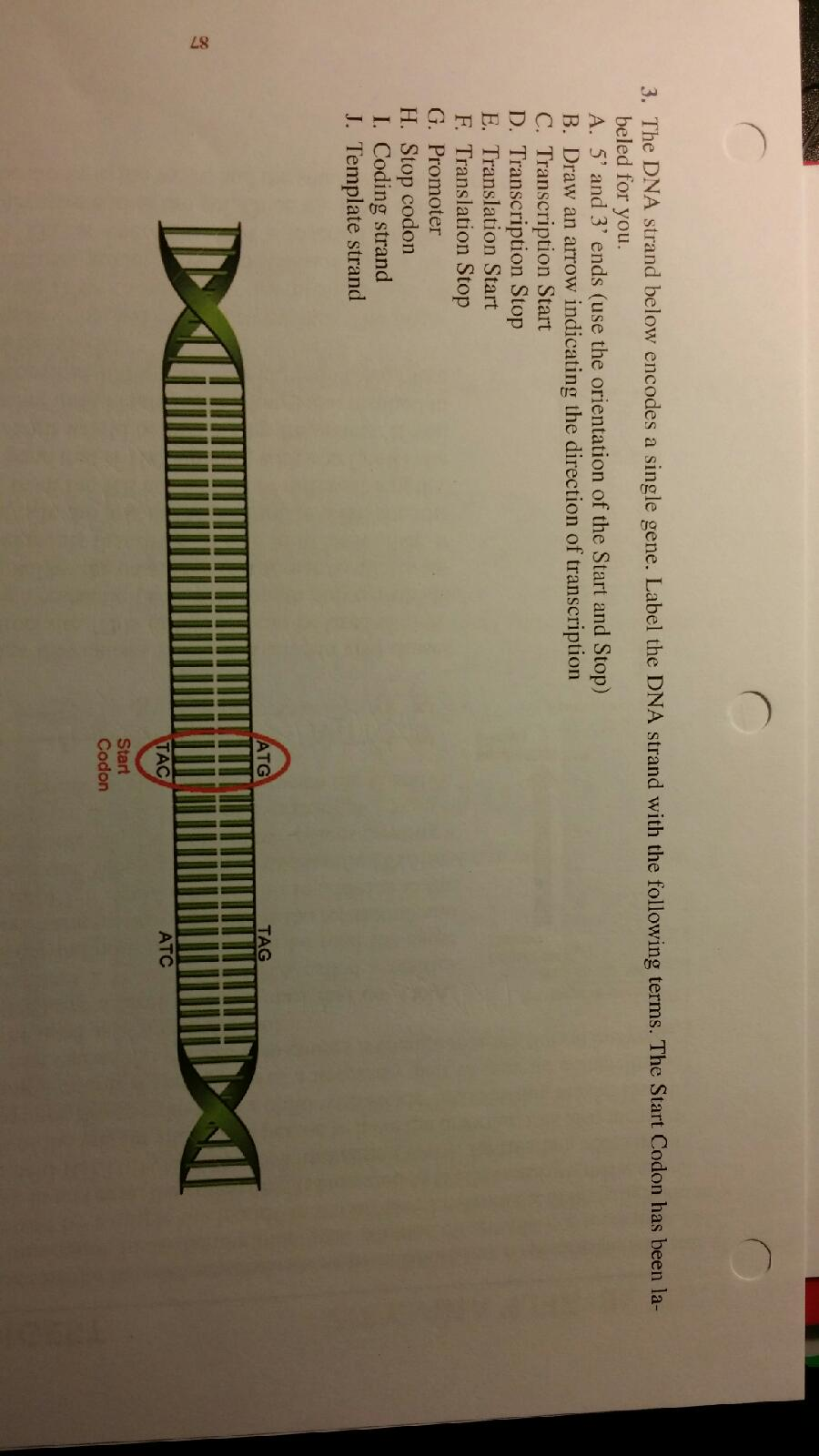 Solved The DNA strand below encodes a single gene. Label the | Chegg.com