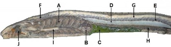 Solved In the image of the dissected lamprey, identify the | Chegg.com