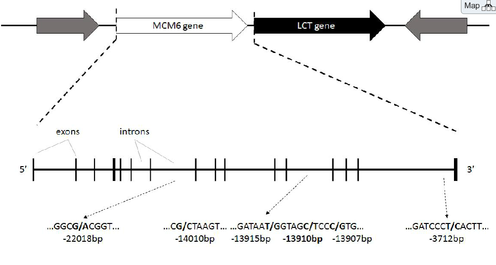 Solved In Humans The Lct Gene Encodes The Enzyme Lactase