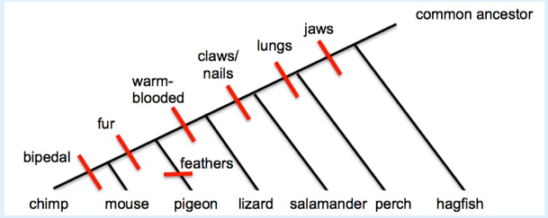 solved-consider-the-cladogram-with-shared-and-derived-cha-chegg